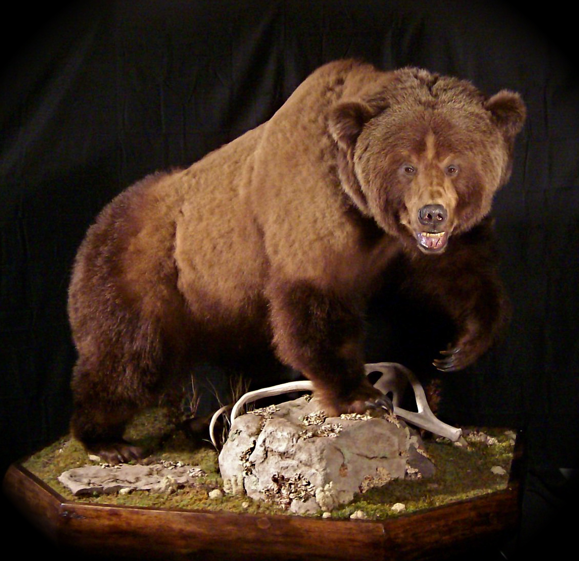 stuffed grizzly bear taxidermy