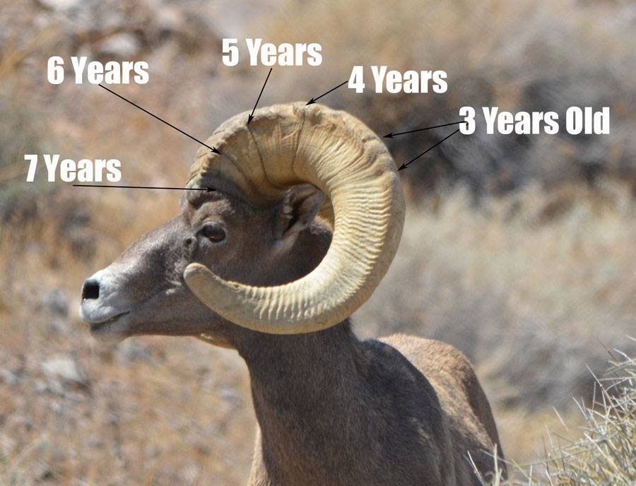 bighorn growth chart Bighorn Sheep Hunting