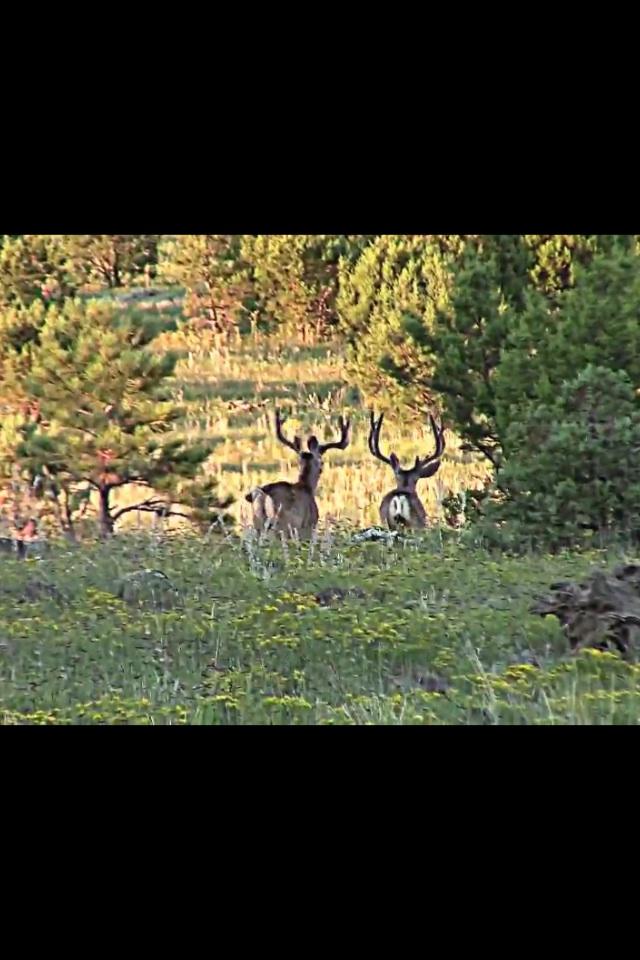Minnesota Opening Weekend 2013 Deer Hunt/page