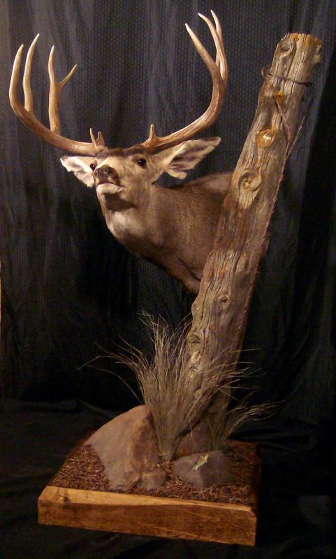 Mule Deer Pedestal Mounts