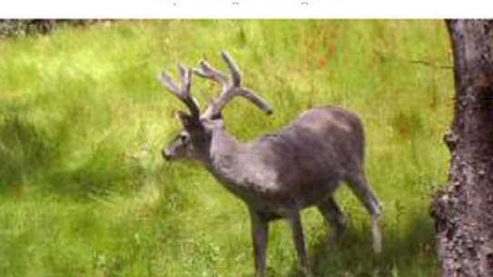 Would this buck make you OBSESSED?