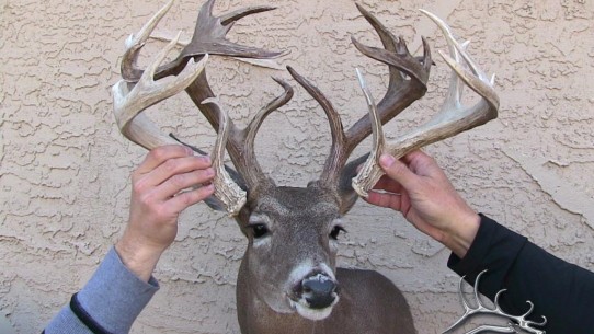 The “Shed Buck” – backpacking in to take a real character buck!