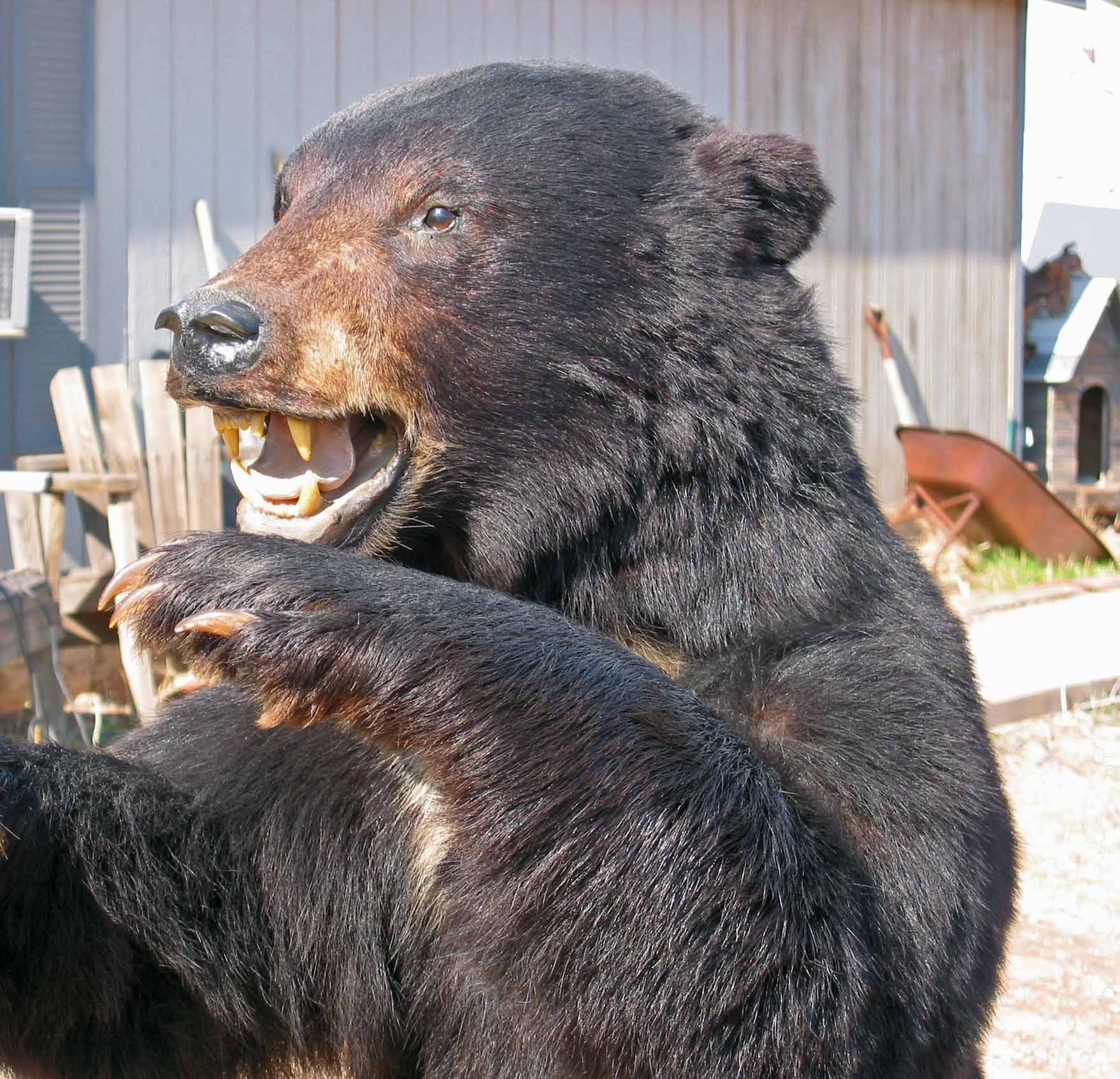 full size black bear mounts
