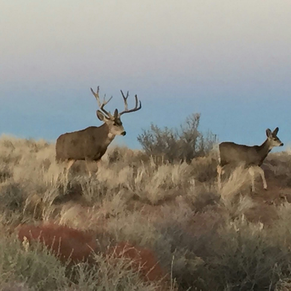 Dream Senario - Mule Deer Hunting - CouesWhitetail.com Discussion forum