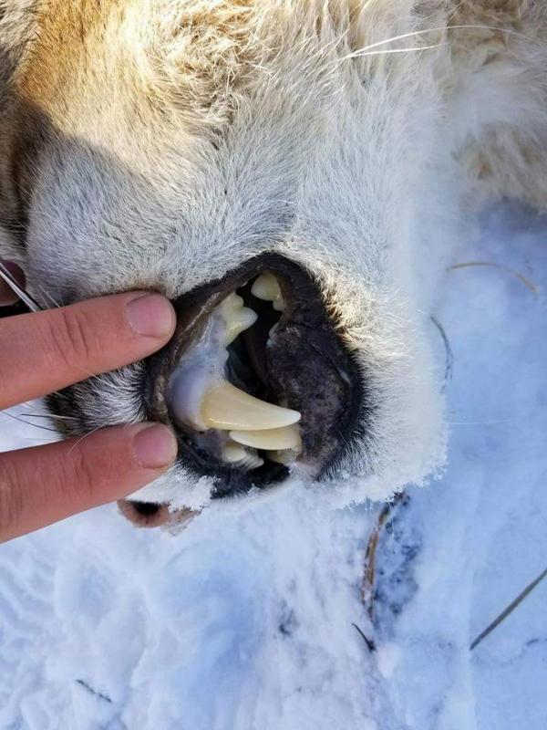 post-8945-0-40072700-1517106354_thumb.jpg