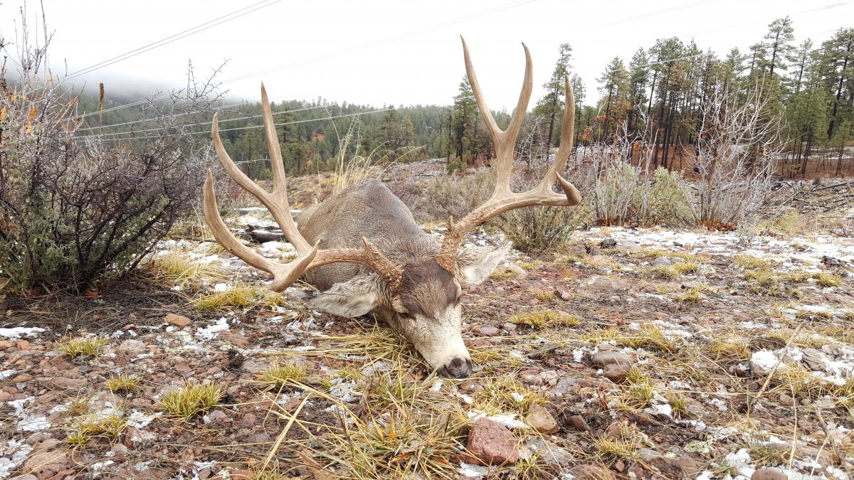 Learn Animal Scores: Mule Deer & Fallow Deer Score Sheets