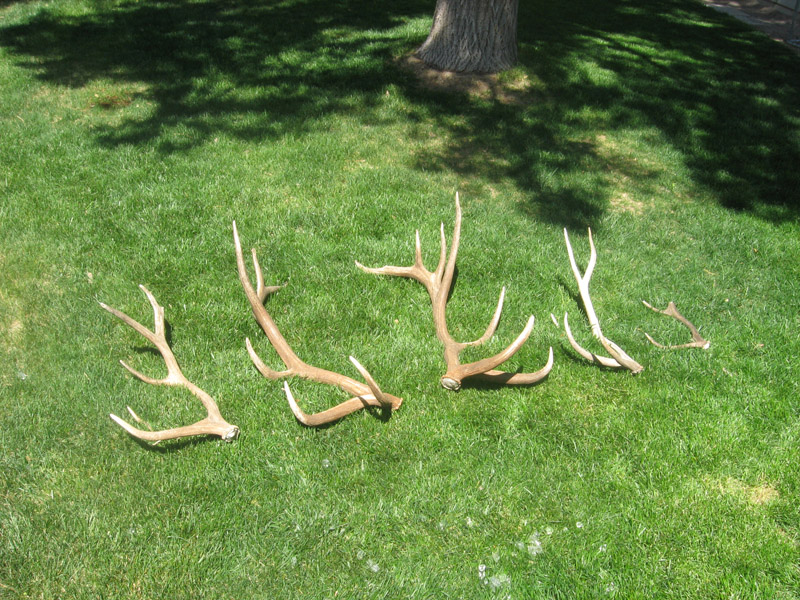 Elk Sheds - Coues Deer Hunting in New Mexico 