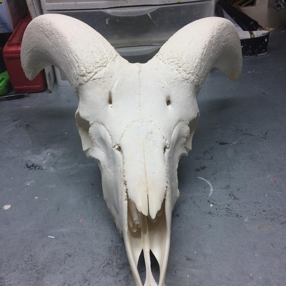 Desert Bighorn Sheep Skull Taxidermy Discussion