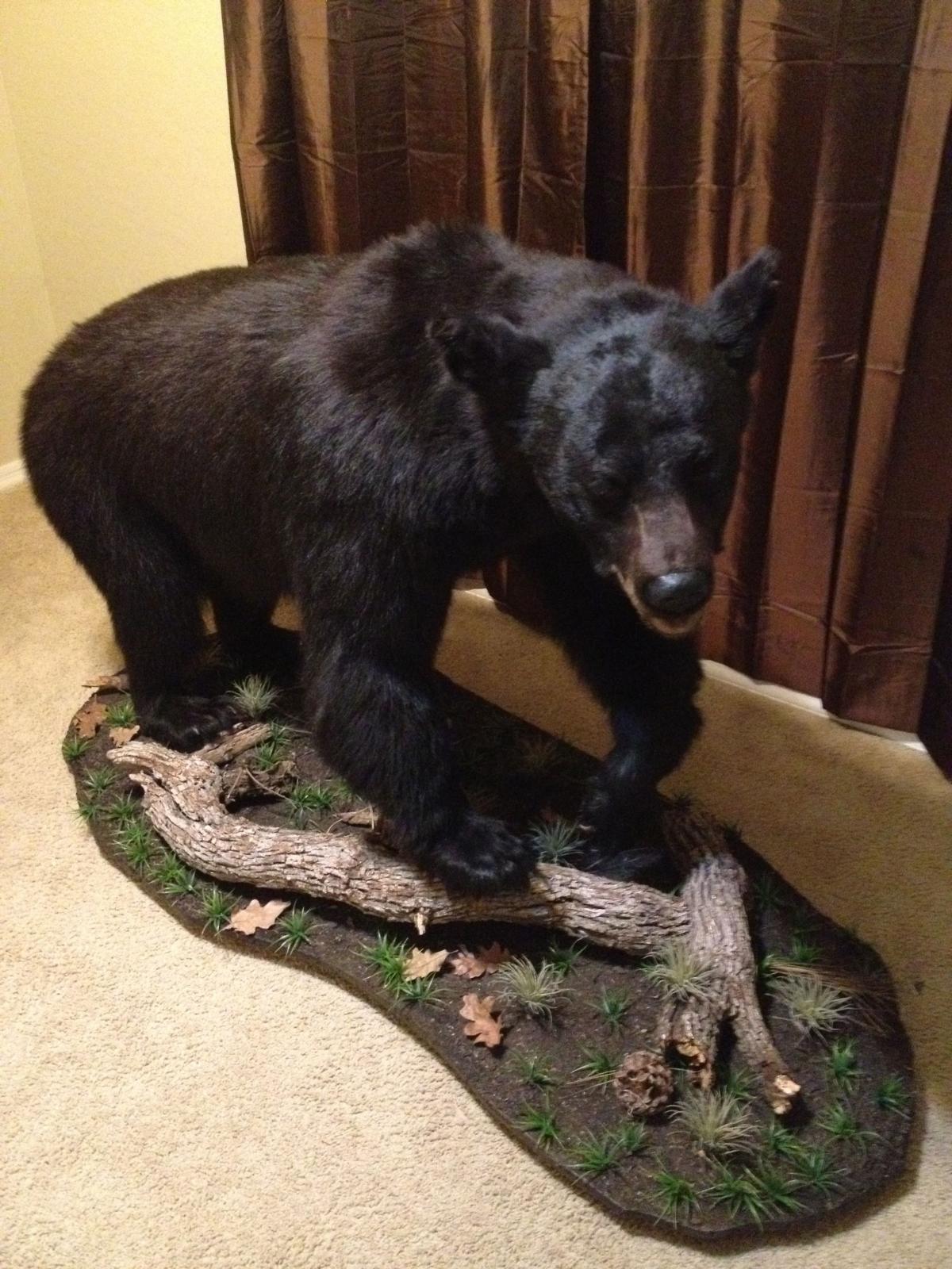 full black bear mount