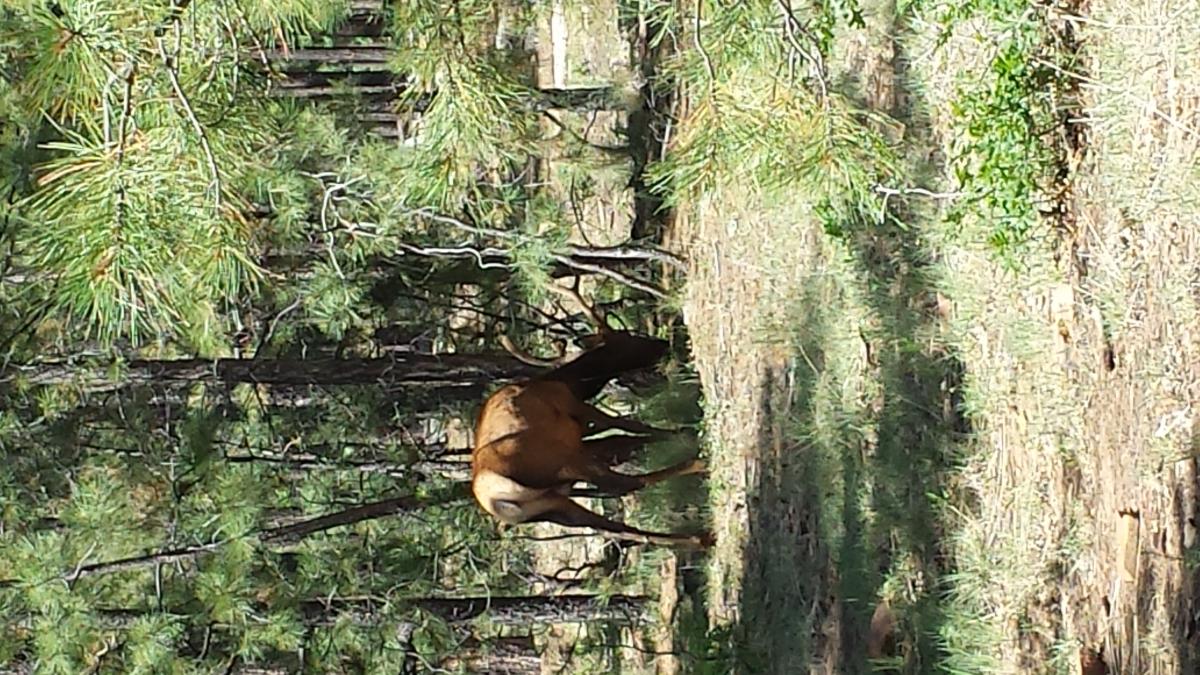  image-share.com upload camkittys r uploading images - The Campfire - CouesWhitetail.com Discussion forum