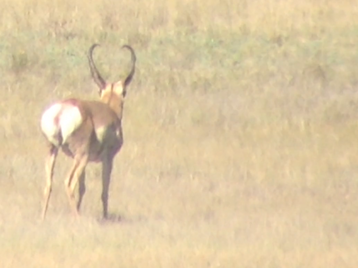 antelope-score-antelope-hunting-coueswhitetail-discussion-forum