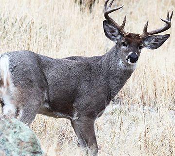 coues target life deer coueswhitetail