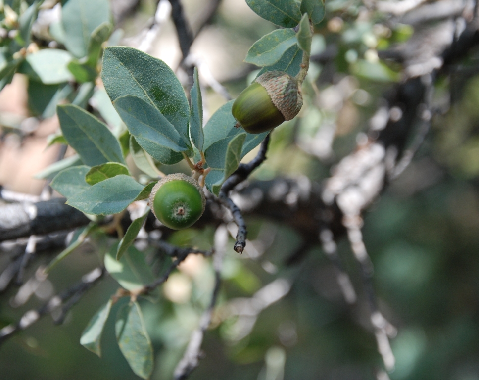 About Acorns - Wildfoods 4 Wildlife