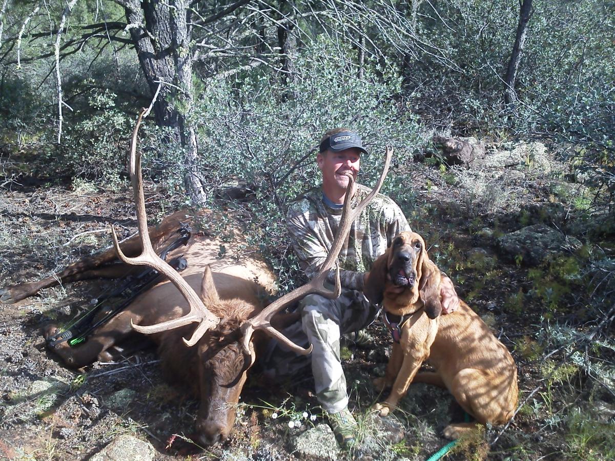 bloodhound hunting deer