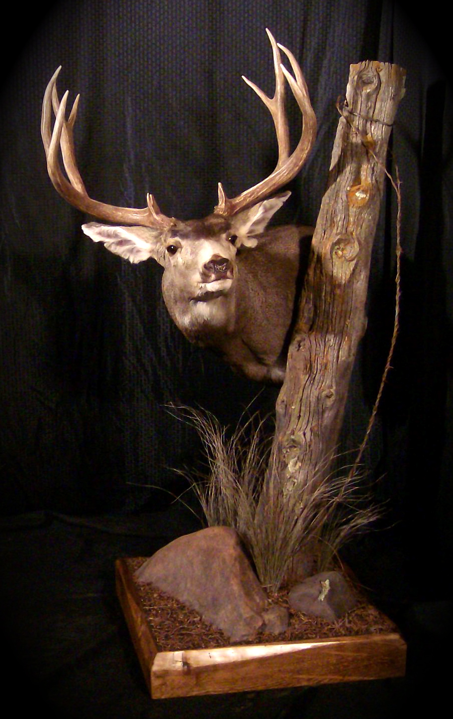 Floor Pedestal Mulie - Wild Heritage Taxidermy ...