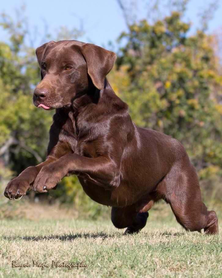 small chocolate labrador