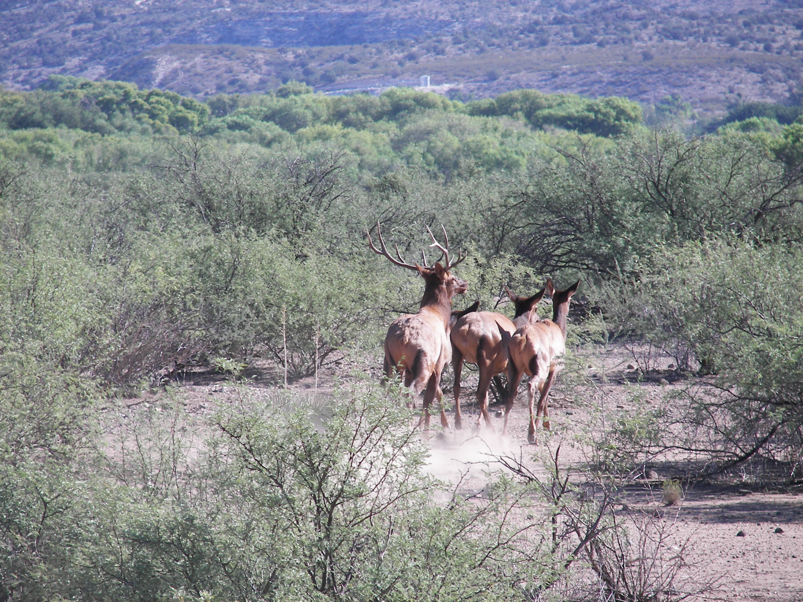 Over the counter elk tags Coues Deer Hunting in Arizona