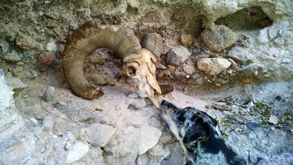 bighorn sheep skull aravaipa (1).jpg