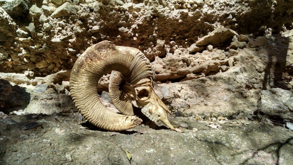 bighorn skull right side view.jpg