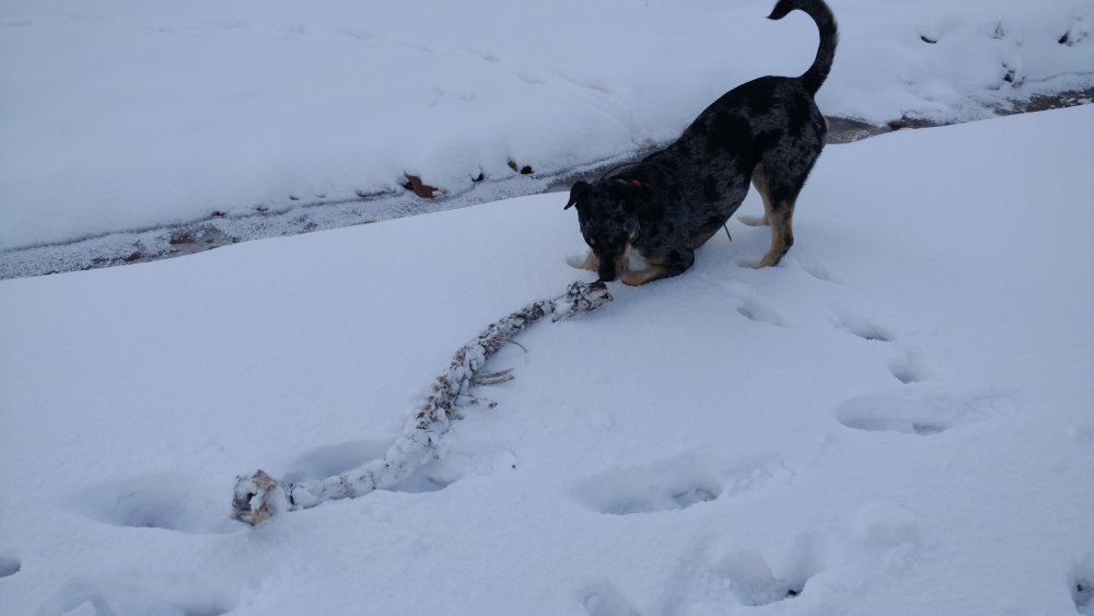 deer spine in snow (1).jpg