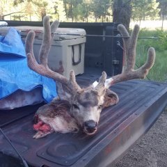 mulie hunter