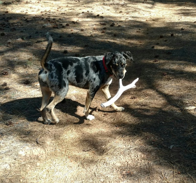 mule deer antler san carlos (2).jpg