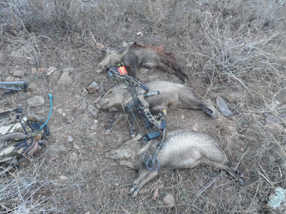 3 javelinas with the bow 2.JPG