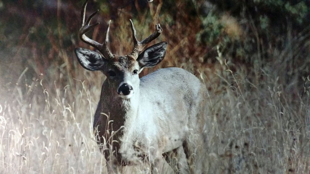 closeup-on-May-coues-buck.jpg