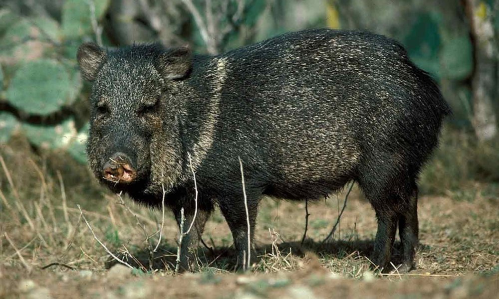 Hunt - javelina broadside by prickly pear.jpg