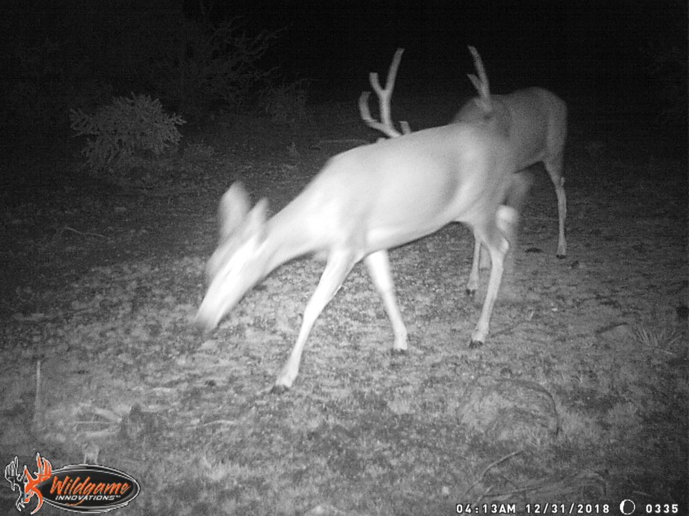 huge desert muley.JPG