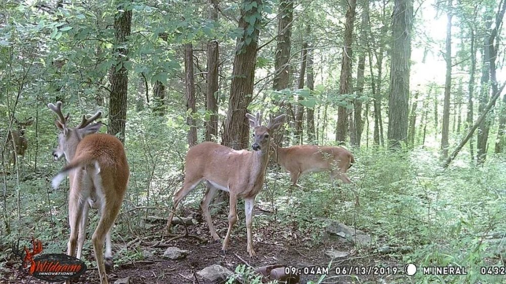 The boys at the cabin , Sullivan County , N.Y..jpg