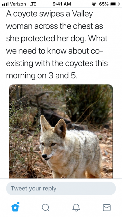 coyote.thumb.PNG.5583064bff14c265fb2083ac0b753382.PNG