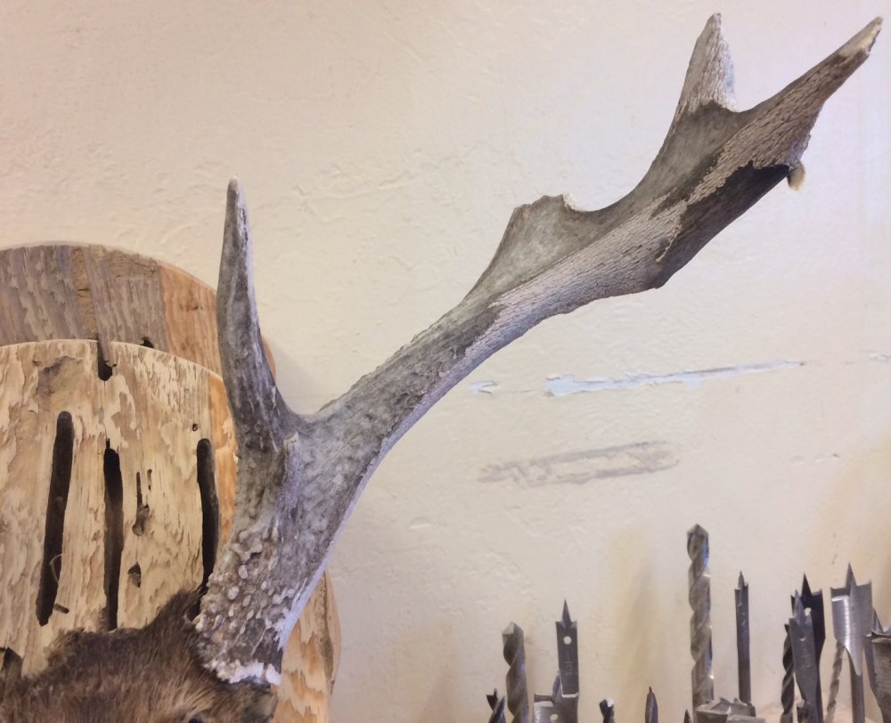 antler3.thumb.jpg.8175e3c6ac2023525122e3082ae1c183.jpg