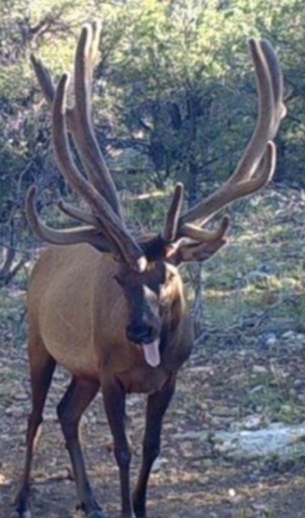 bull4.jpg