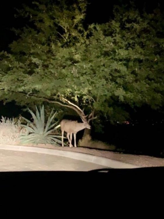 mule deer dove mountain.JPG