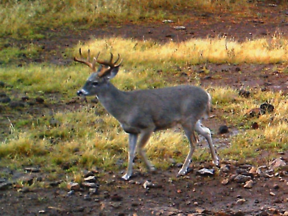 coues2018.JPG