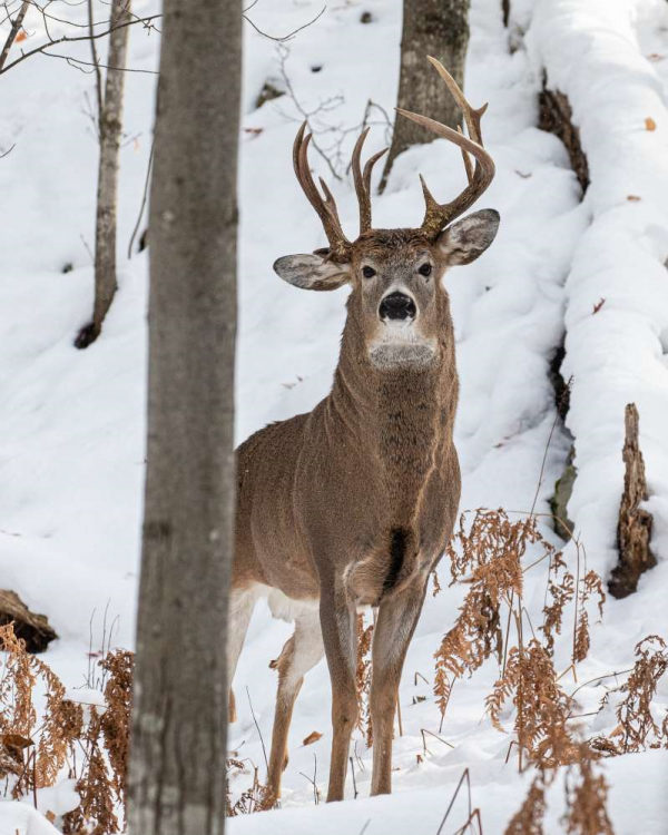 3 antlers.png