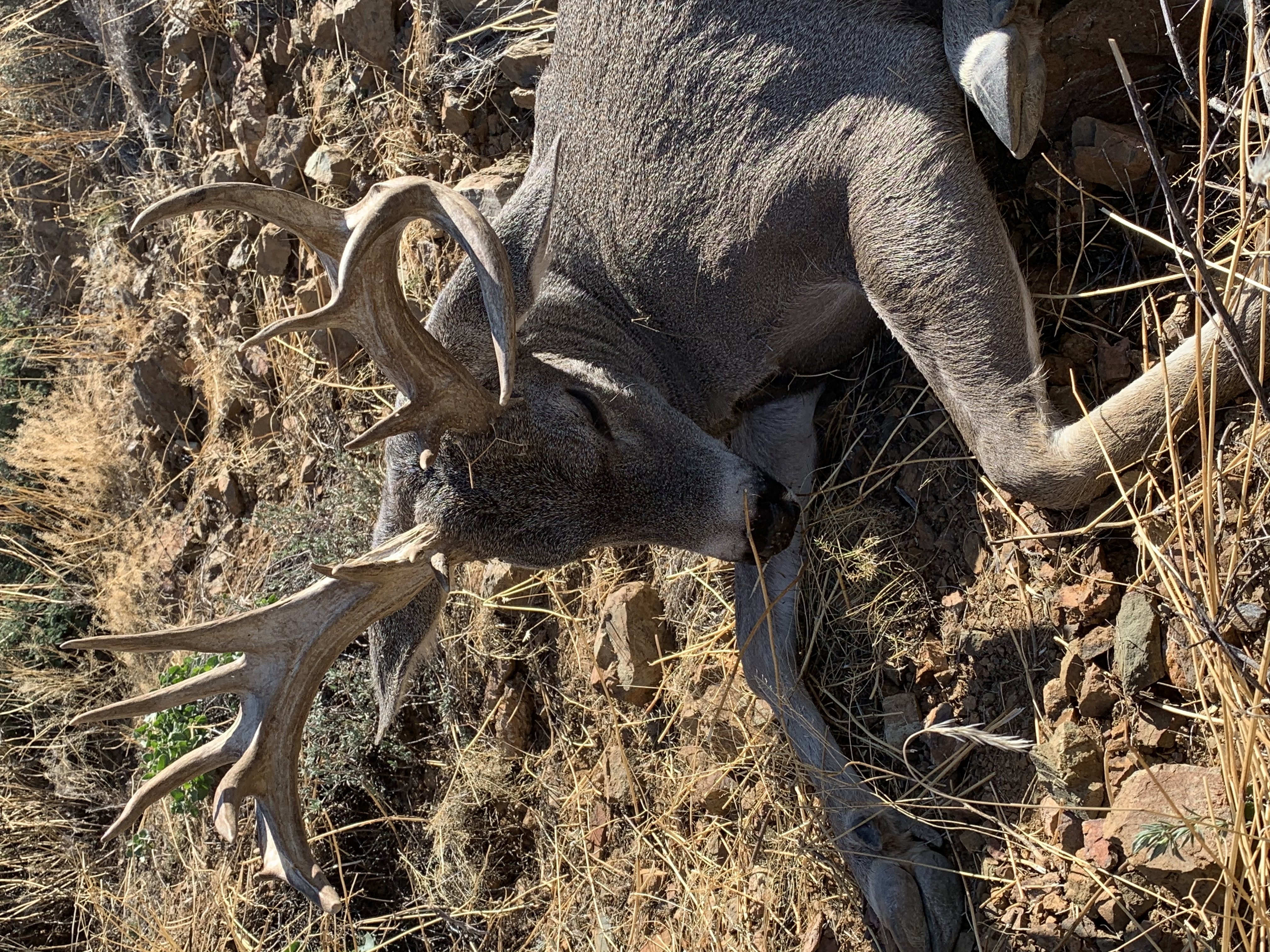 lets-play-guess-the-score-az-rifle-coues-deer-updated-with-score-141-5