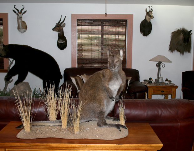 wallaby1opt.jpg.afa42828df361fa164ce6425cdcac518.jpg