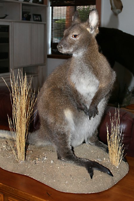 wallaby2opt.jpg.85398ef0712c4fdd4df864ef0aad37a1.jpg