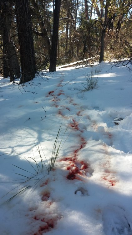 Coues_Bloodtrail.thumb.jpg.32ba9fd9e603bfd1493f7407b85133a3.jpg