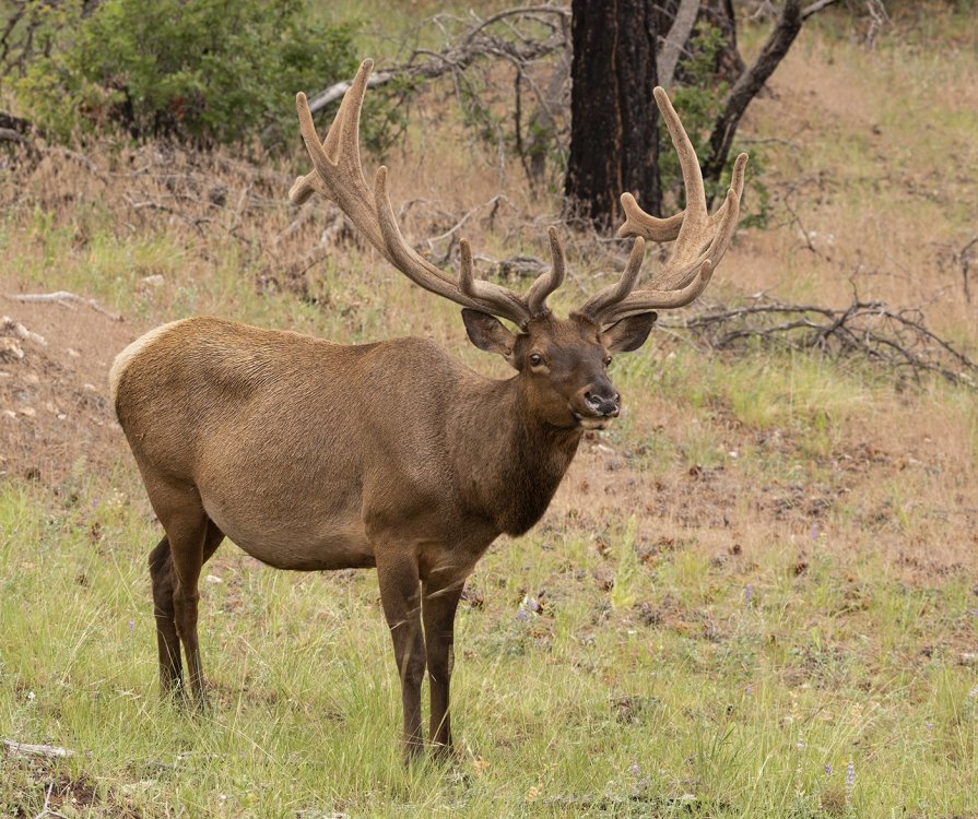 ed1400Shoshone 7-4-15_0248.jpg