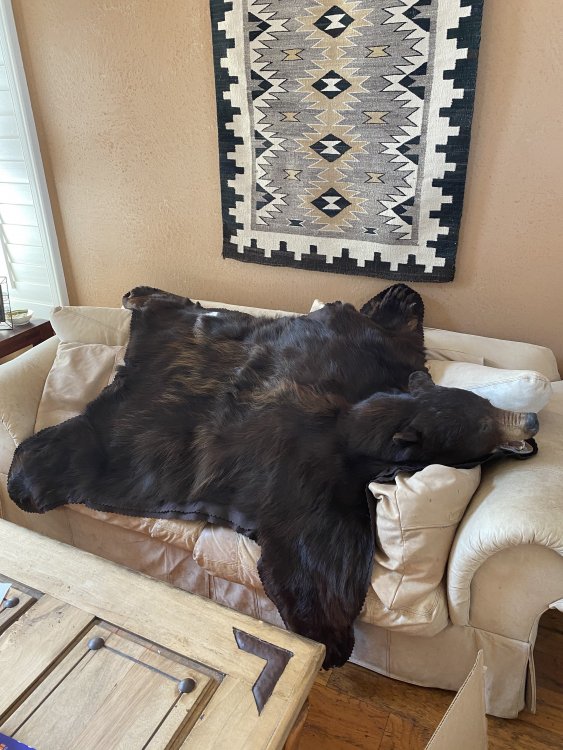 bear 1.jpg