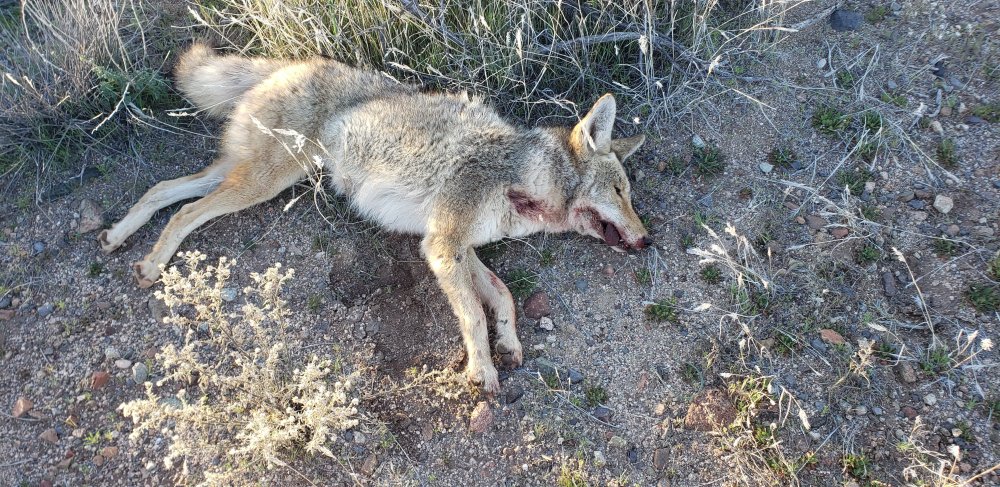 One of the Biggest coyotes yet!! - Predator Hunting and ...