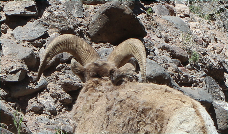 1525038019_BigHorn2.PNG.76ff2711c0efb15598b4c9eaf1429c6a.PNG