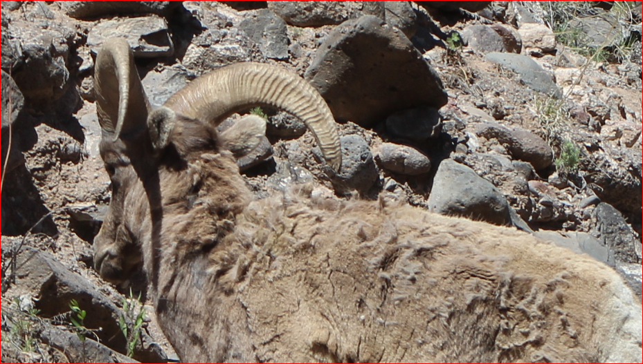 1719943445_BigHorn3.PNG.64455c2027013cdbe1793b07fccf34d7.PNG