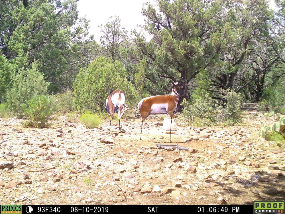 antelope decoy.JPG