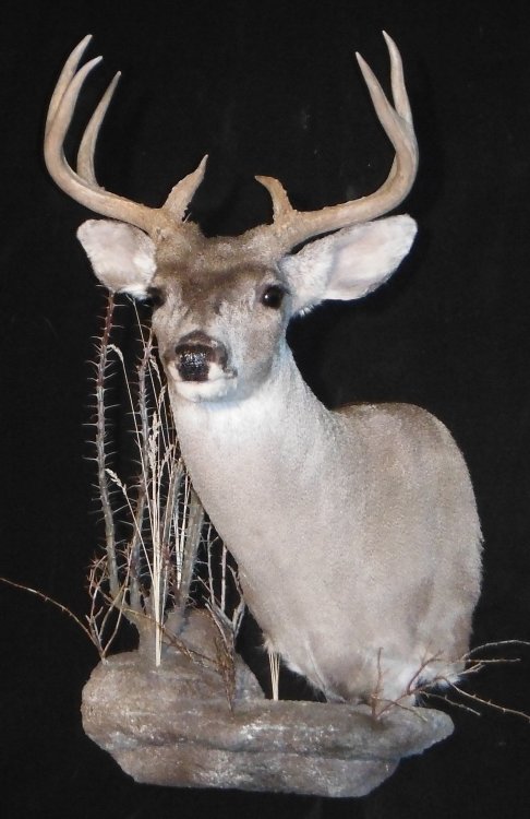 Coues with Habitat.jpg