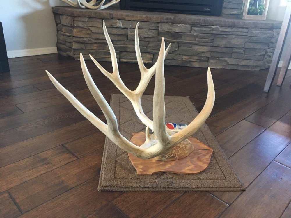 antlers xl 2.jpg