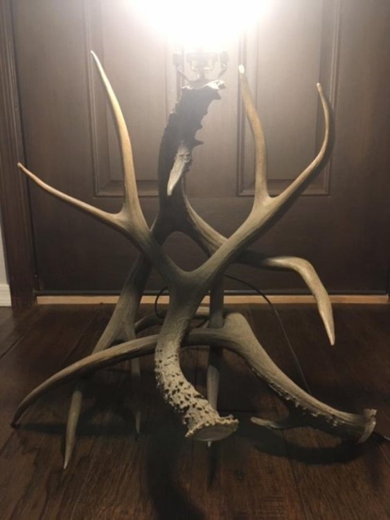 antler lamp 2.jpg